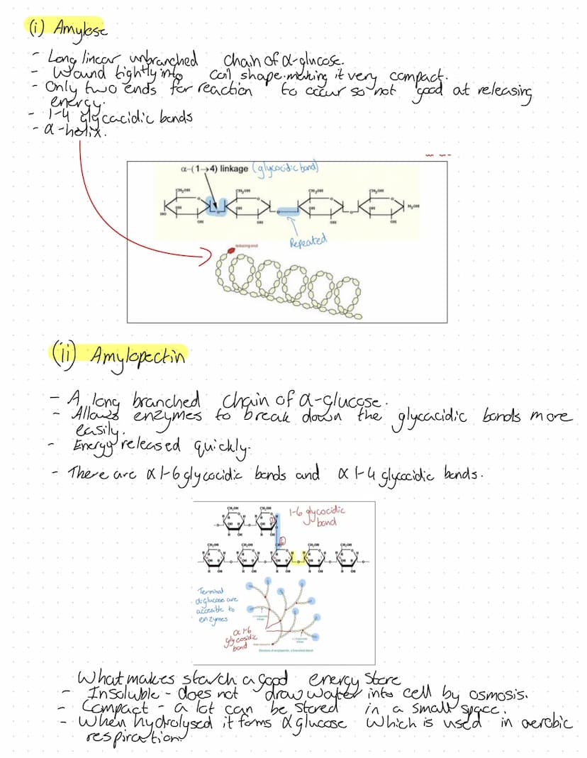Revision
Fons
2+
Mg²+
Plants
A component in chlorophyll, deficiency turns plant yellow. Chlorosis.
Plant grow the slows due
Animals
·Strengt