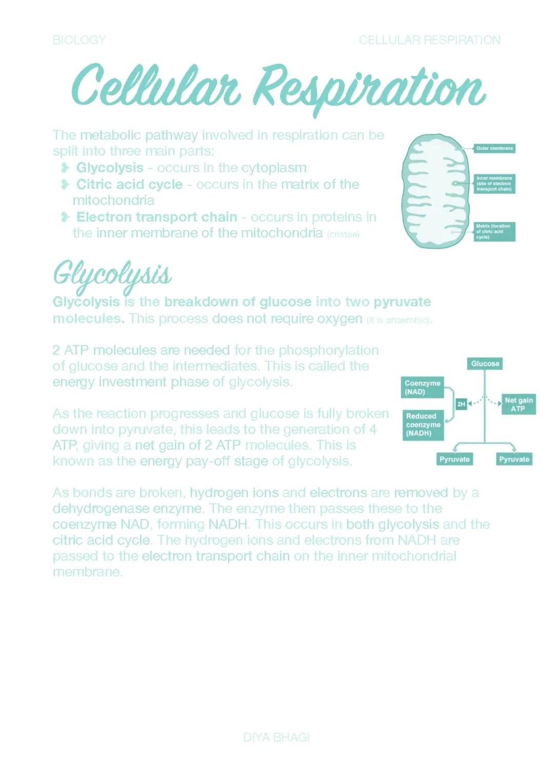 Cellular Respiration