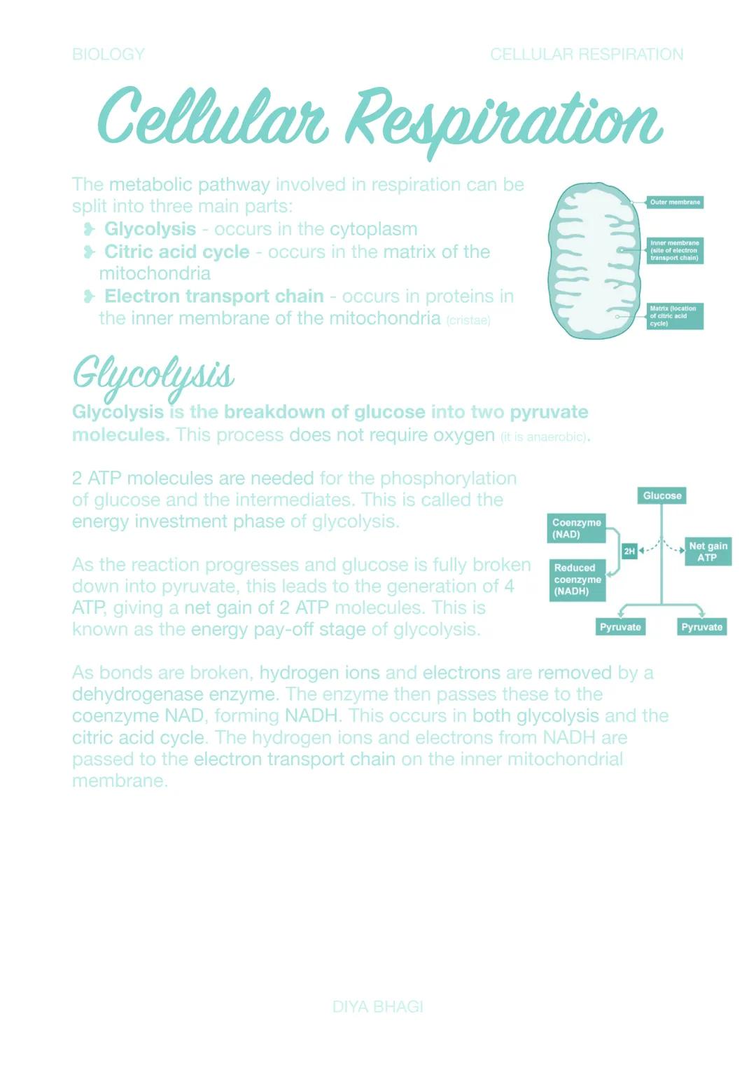 BIOLOGY
CELLULAR RESPIRATION
Cellular Respiration
The metabolic pathway involved in respiration can be
split into three main parts:
> Glycol