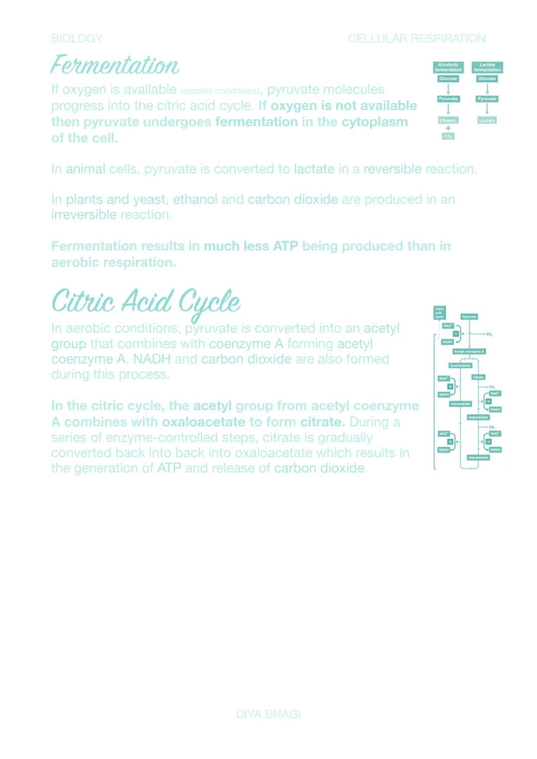 BIOLOGY
CELLULAR RESPIRATION
Cellular Respiration
The metabolic pathway involved in respiration can be
split into three main parts:
> Glycol