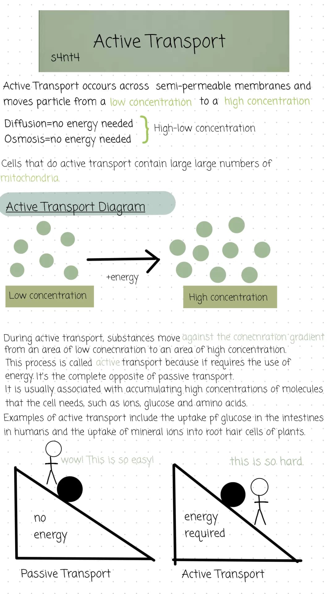 active transport