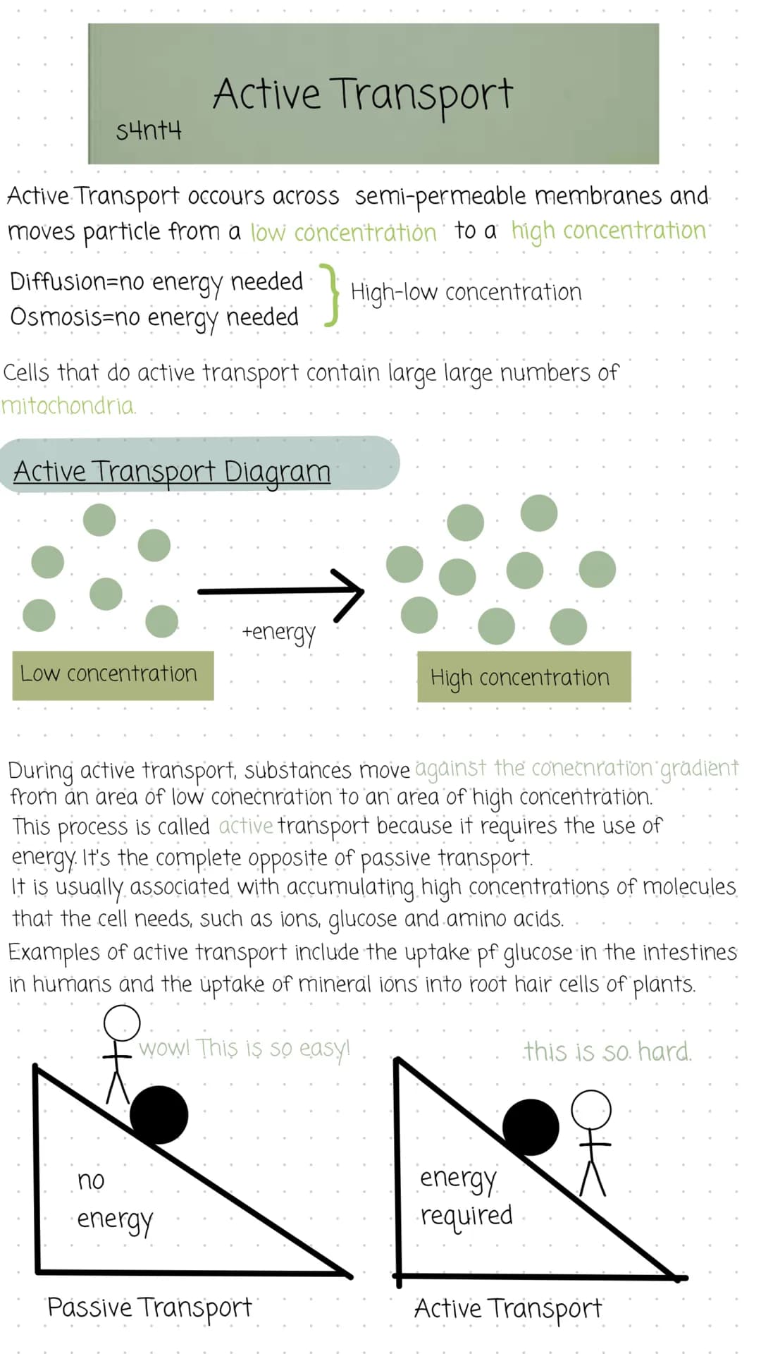 Active Transport
Active Transport occours across semi-permeable membranes and
moves particle from a low concentration to a high concentratio