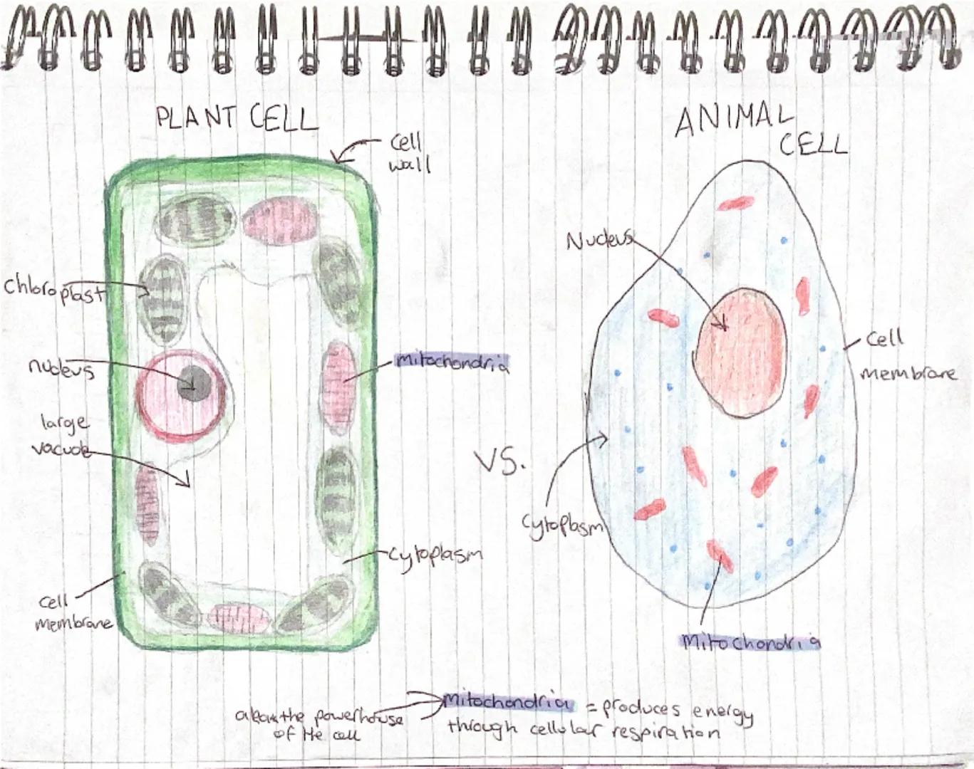 # BIOLOGY

THIS WILL COVER TWO TOPICS:
1. PARTS OF A MICROSCOPE & THEIR FUNCTIONS.
2. PLANT AND ANIMAL  & SPECIALISED CELLS &
THEIR FUNCTION