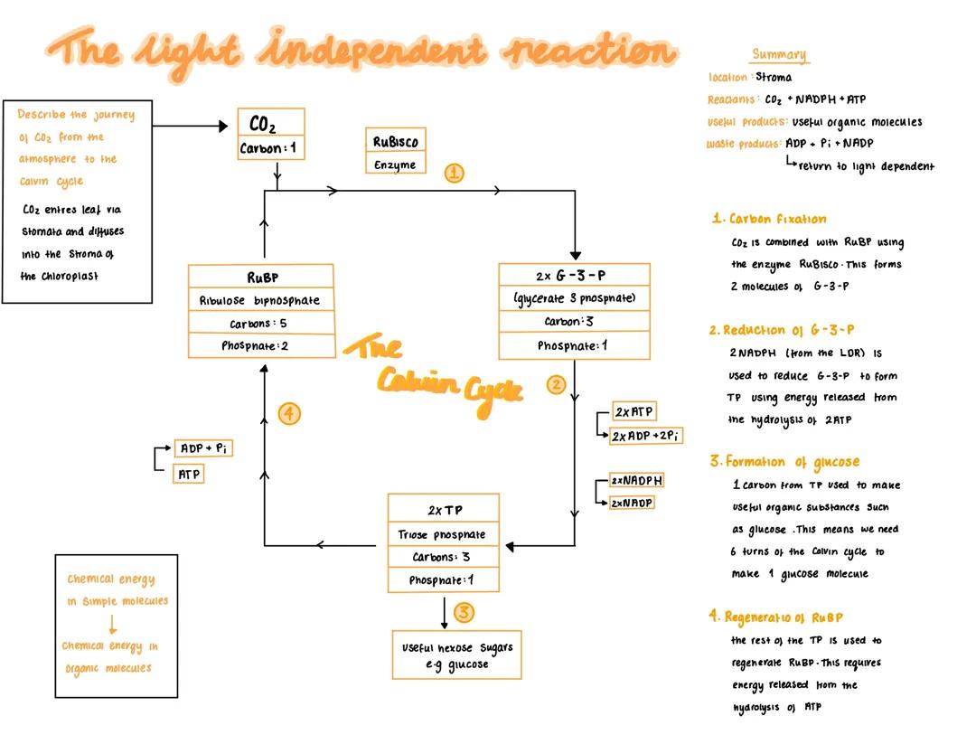 The light independent reaction