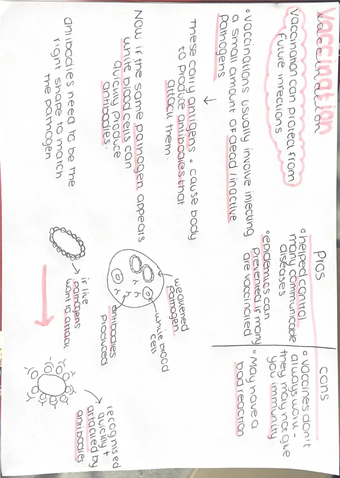 Vaccination
Vaccination can protect from
Future inrections
•vaccinations usually involve injecting
a small amount of dead / inactive
Pathoge