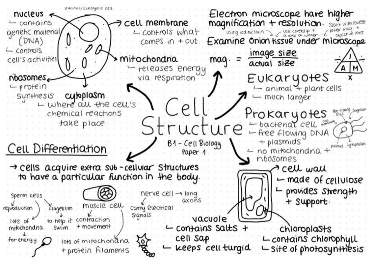 nucleus
- contains
genetic material/
(DNA)
- Controls
cell's activities
nibosomes
-protein
Animal/Eukaryotic cell
0
0.0
synthesis cytoplasm
