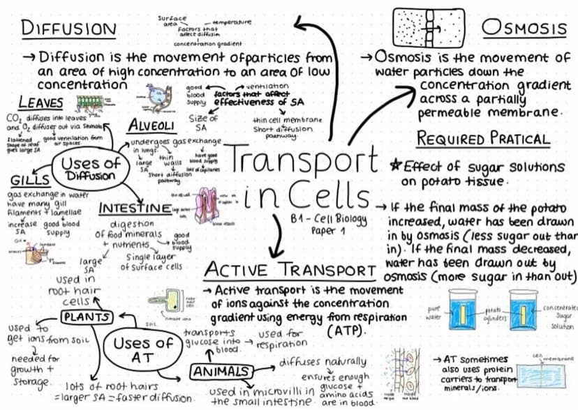 nucleus
- contains
genetic material/
(DNA)
- Controls
cell's activities
nibosomes
-protein
Animal/Eukaryotic cell
0
0.0
synthesis cytoplasm
