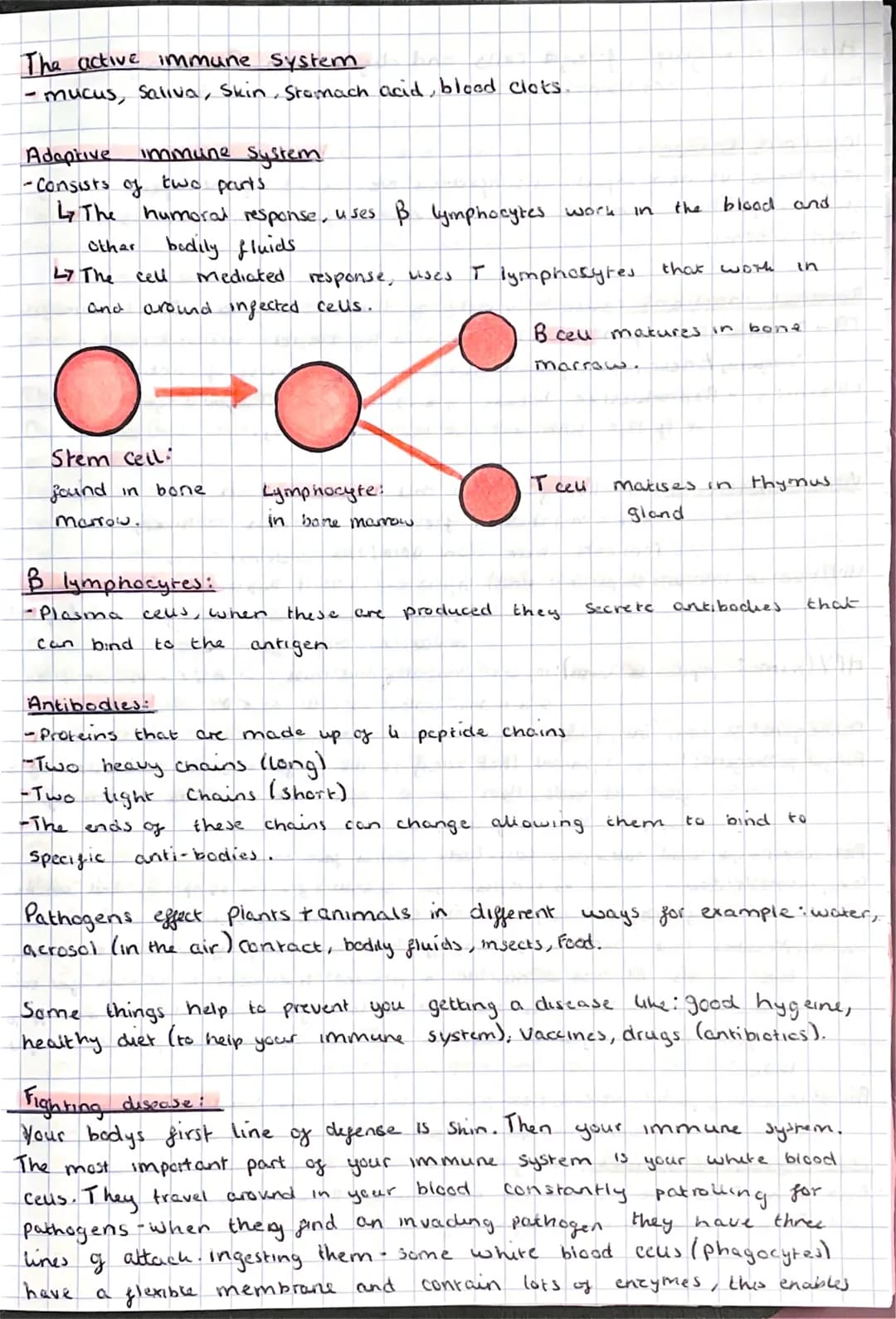 SKIN AND
IMMUNE SYSTEM The active immune system
- mucus, Saliva, Skin, Stomach acid, blood clots.
Adaptive immune system
-Consists of two pa
