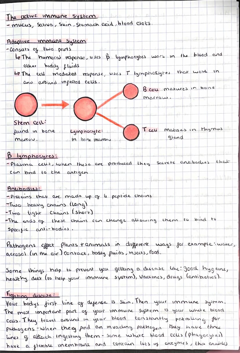 SKIN AND
IMMUNE SYSTEM The active immune system
- mucus, Saliva, Skin, Stomach acid, blood clots.
Adaptive immune system
-Consists of two pa
