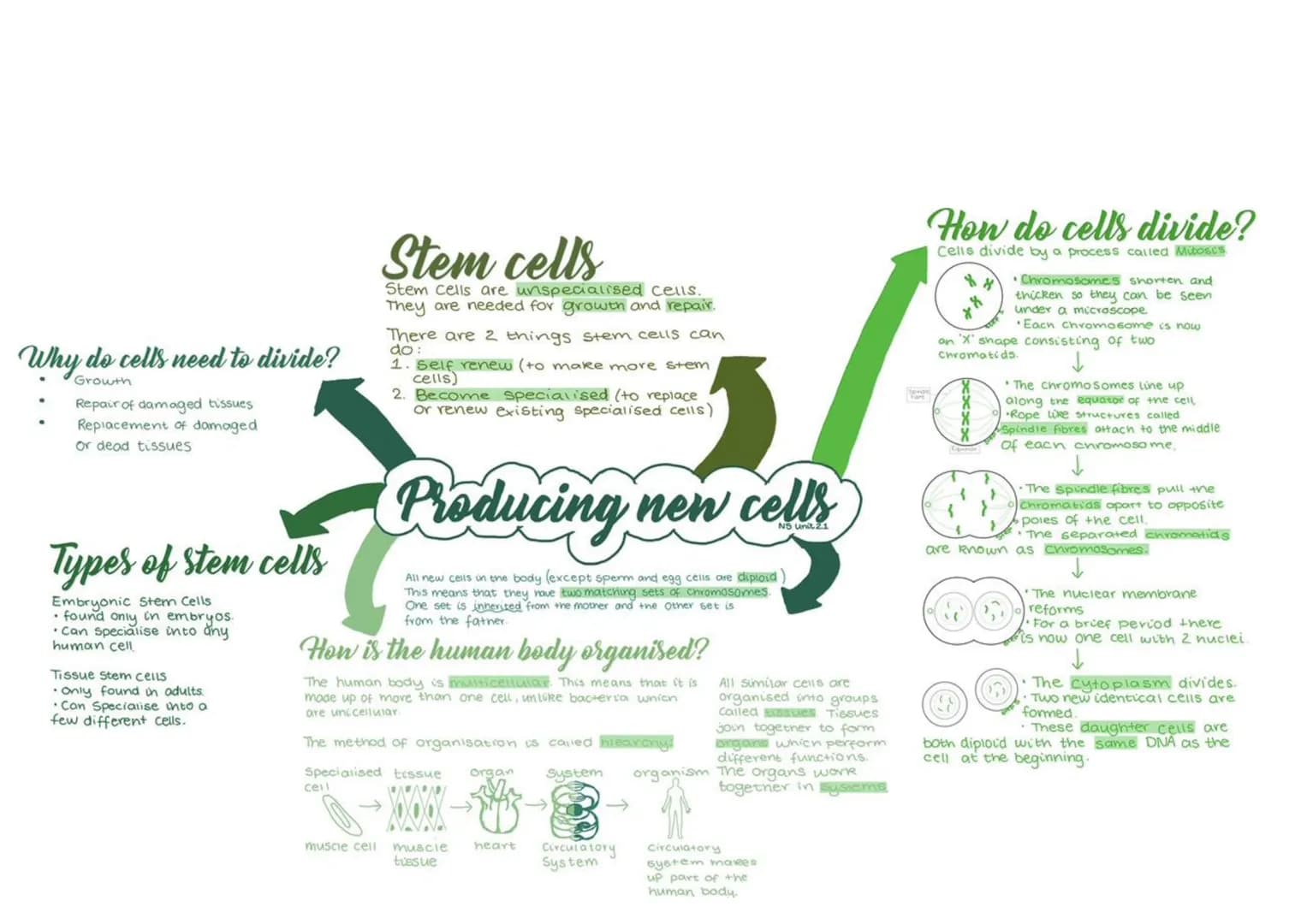 Why do cells need to divide?
Growth
Repair of damaged tissues
Replacement of damaged
or dead tissues
Types of stem cells
Embryonic Stem Cell