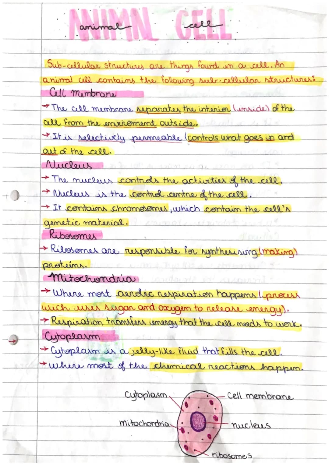 anima
Sub-cellular structures are things found in a cell. An
animal cell contains the following sub-cellular structures:
Cell membrane
Call
