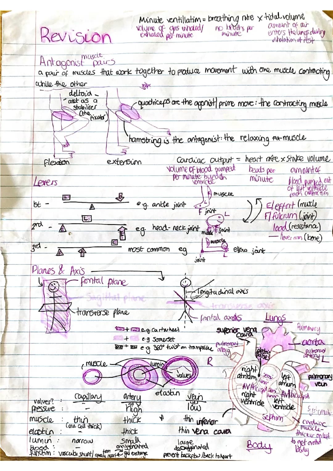 GCSE PE OCR notes