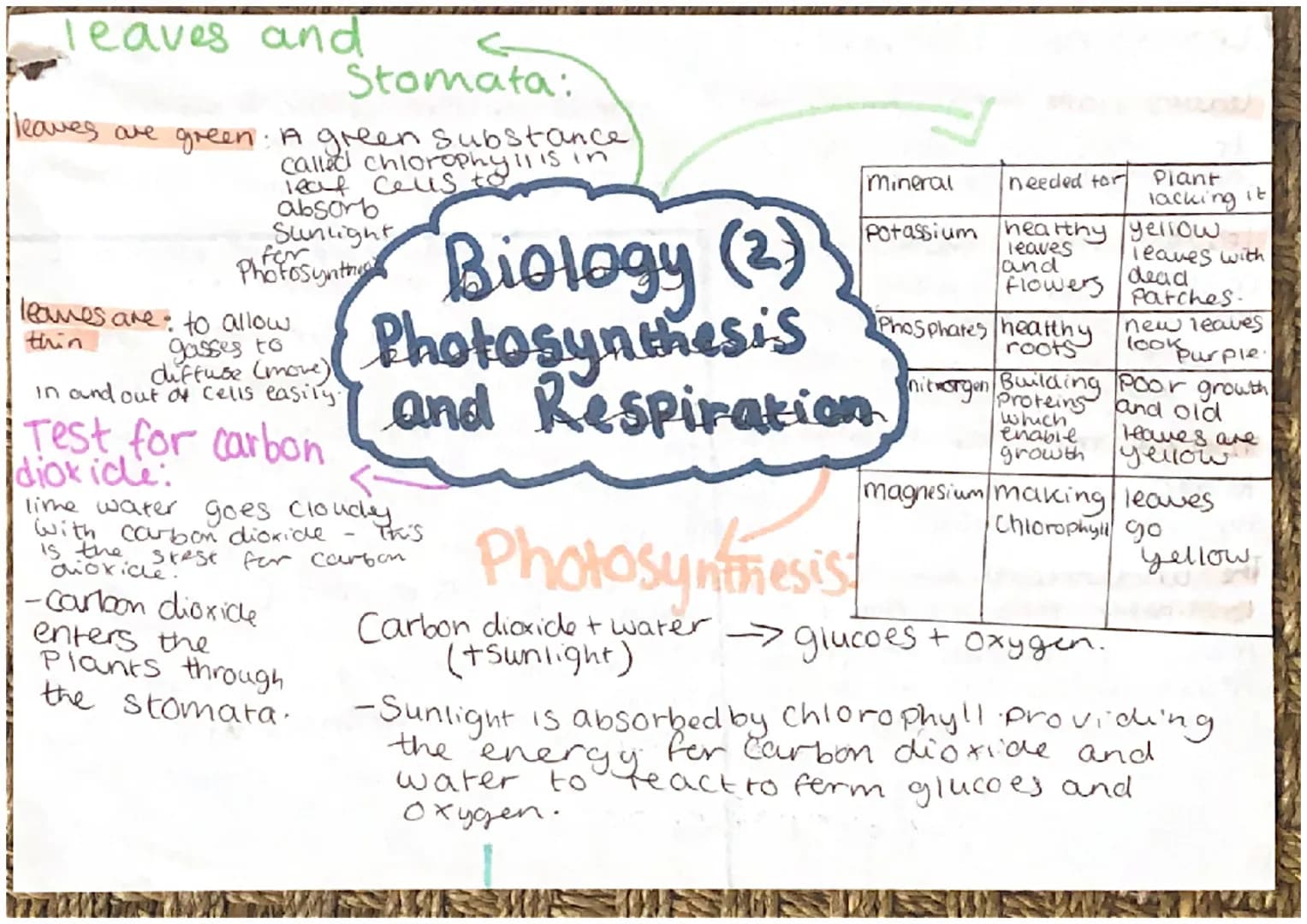 leaves and
Stomata:
leaves are green: A green substance
called chlorophyll is in
leaf cells to
absorb
Sunlight
for
Photosynth
leaves are to 