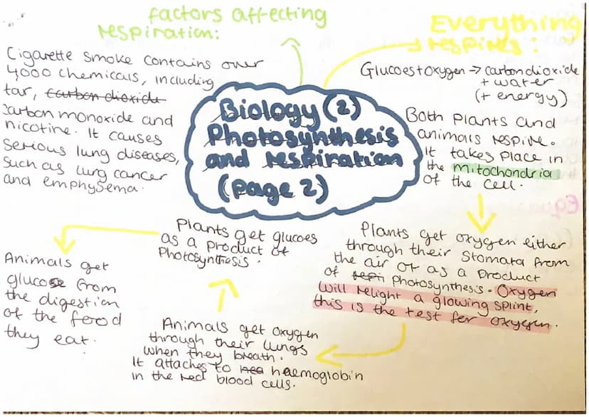 leaves and
Stomata:
leaves are green: A green substance
called chlorophyll is in
leaf cells to
absorb
Sunlight
for
Photosynth
leaves are to 