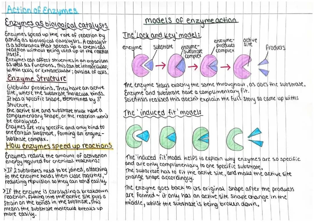 Fun with Enzymes: Cool Experiments and Graphs!