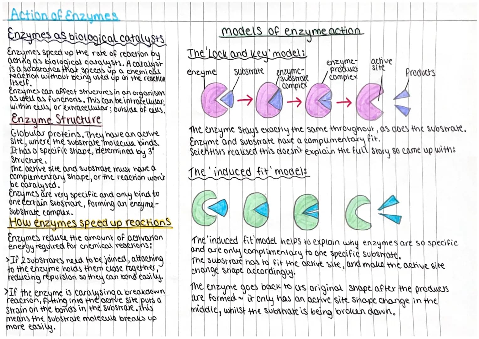 
<h2 id="enzymesasbiologicalcatalysts">Enzymes as Biological Catalysts</h2>
<p>Enzymes act as biological catalysts, speeding up the rate of 