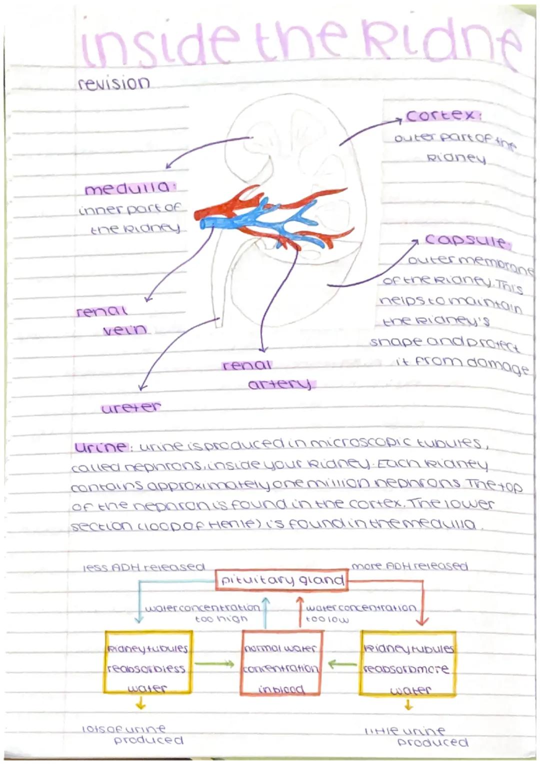 The Kidney - Biology 