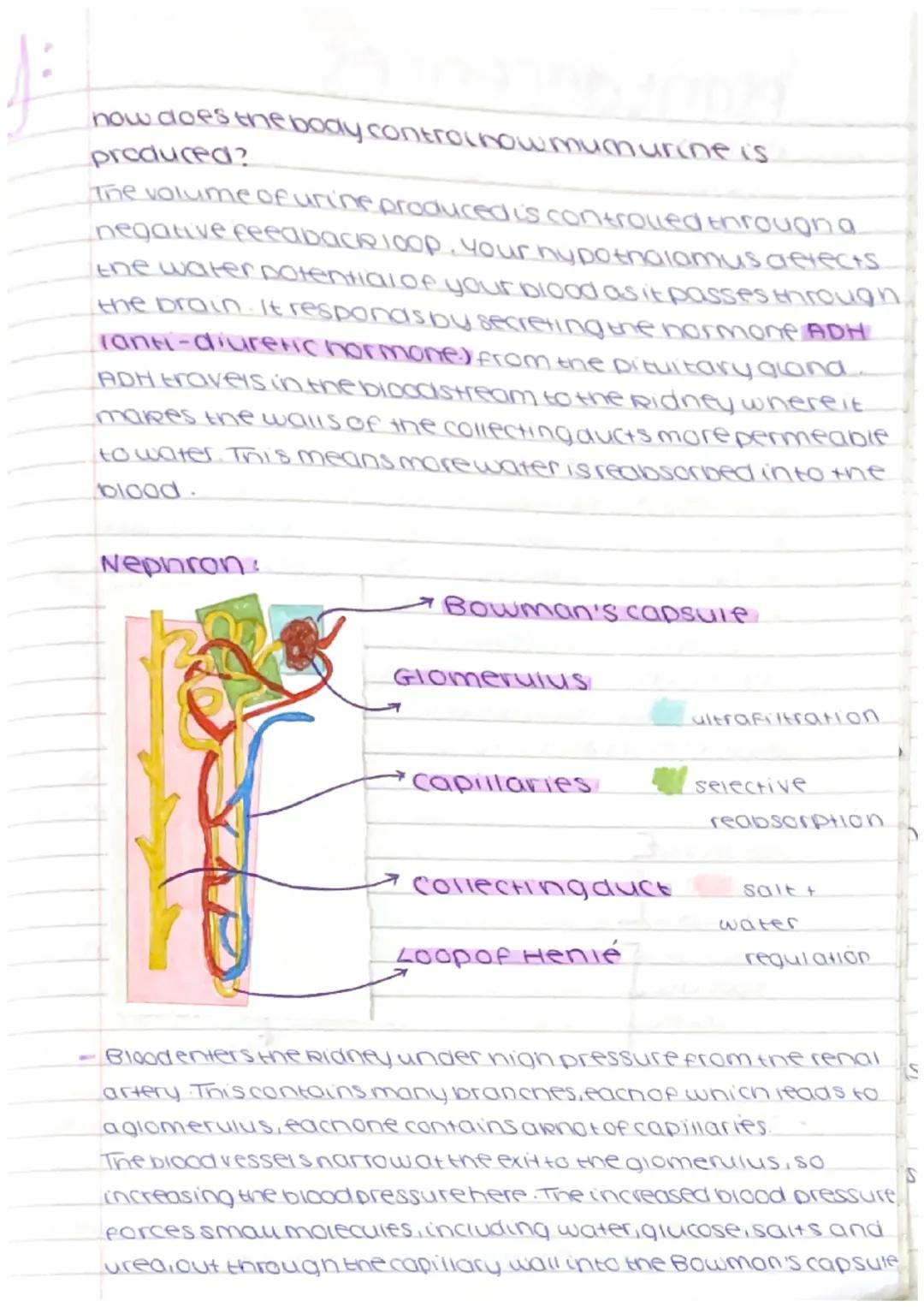 # inside the Ridne
revision

medull0
inner part of
the Ridney

renal
vein

ureter

renal
artery

Cortex:
outer part of th
Rianey

capsule
ou