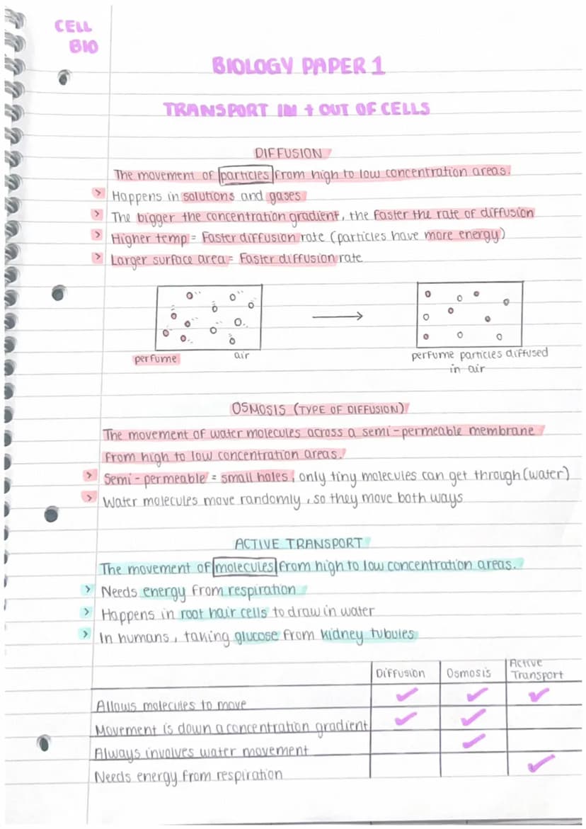 CELL
BIO
Animal Cells
Mitochondria
Ribosomes
Nucleus
0
BIOLOGY PAPER1
CELL STRUCTURE
Cell membrane
›
0
8
Cytoplasm
Nucleus → Controls cell a