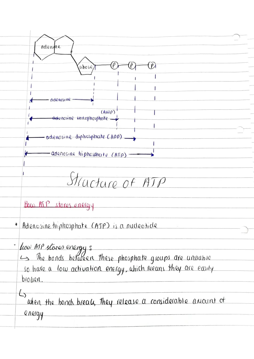 TOPIC: Biological Molecules
[2.3 Energy and AJPJ
SPEC POINT: 3.1 Biological Molecules.
3.1.6 ATP
• Plants and animals oxidise these organic 
