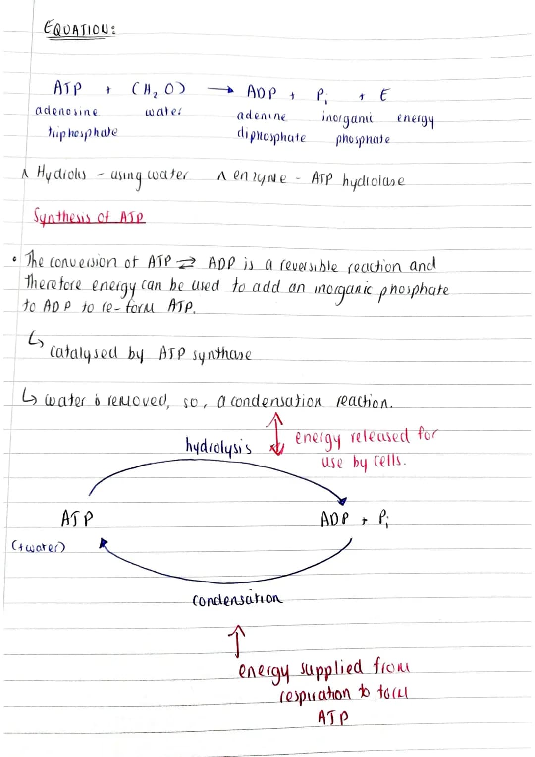 TOPIC: Biological Molecules
[2.3 Energy and AJPJ
SPEC POINT: 3.1 Biological Molecules.
3.1.6 ATP
• Plants and animals oxidise these organic 