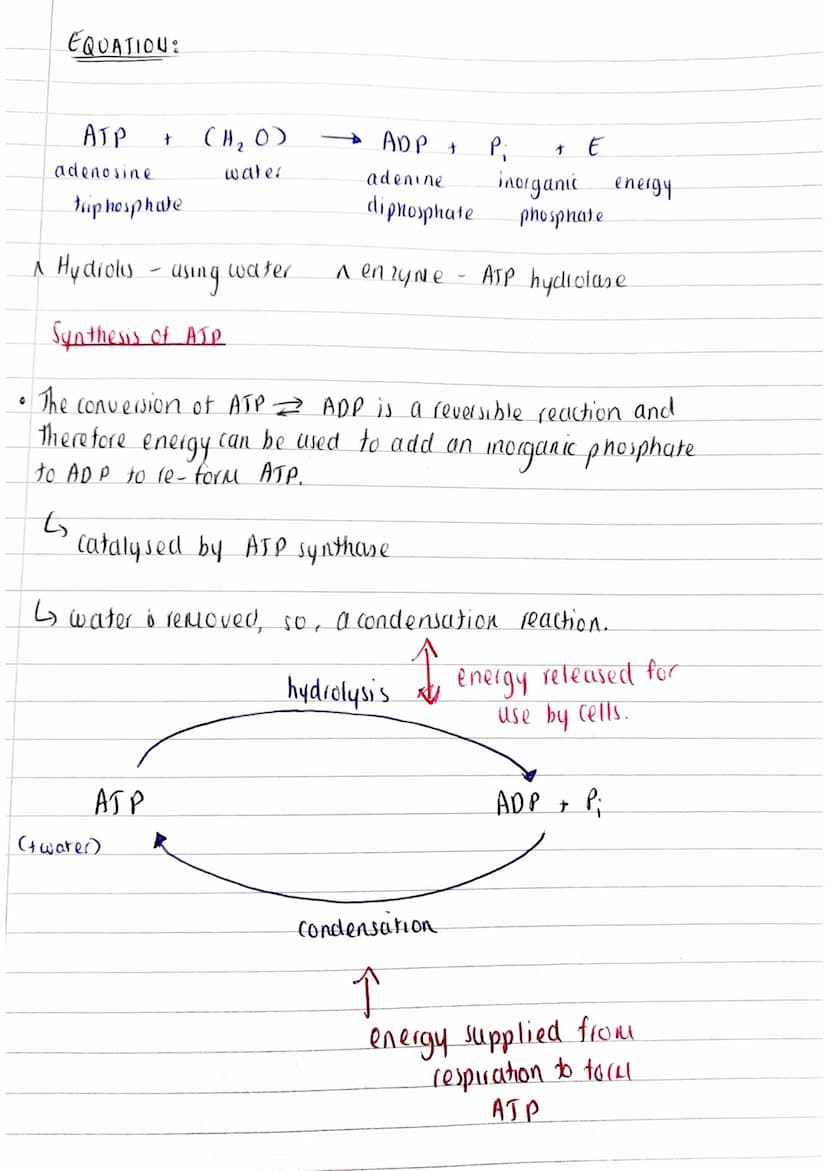 TOPIC: Biological Molecules
[2.3 Energy and AJPJ
SPEC POINT: 3.1 Biological Molecules.
3.1.6 ATP
• Plants and animals oxidise these organic 