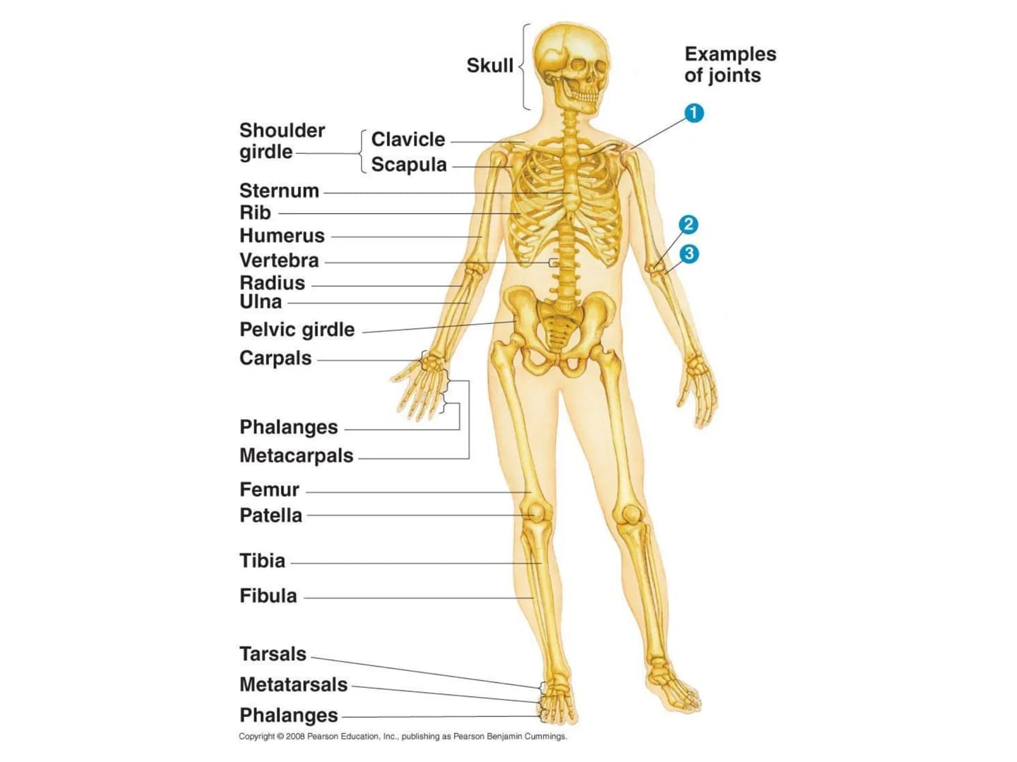The Musculoskeletal System Musculoskeletal
system:
• A system made of muscles and bones
●
Muscles are attached to bones by tendons
• Bones a