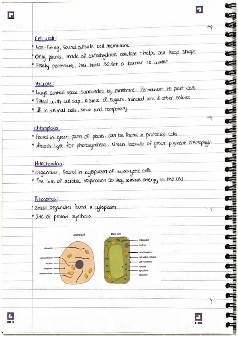 Smailest
7
2. Structure and functions in living organisms Pt 1.
Levels of organisation!
organisms are organised into levels. Each one carrys