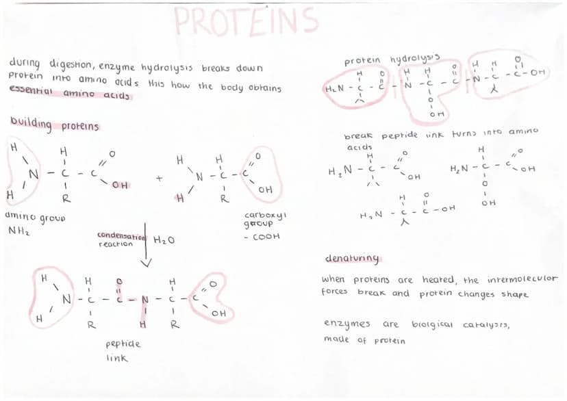 OH
CH3 CCH82 CH3
1
CH3
2-
H
methylbutan-2-01
tertiary (attached to branch) primary (at end)
properties of alcohols
alcohol can Interact with