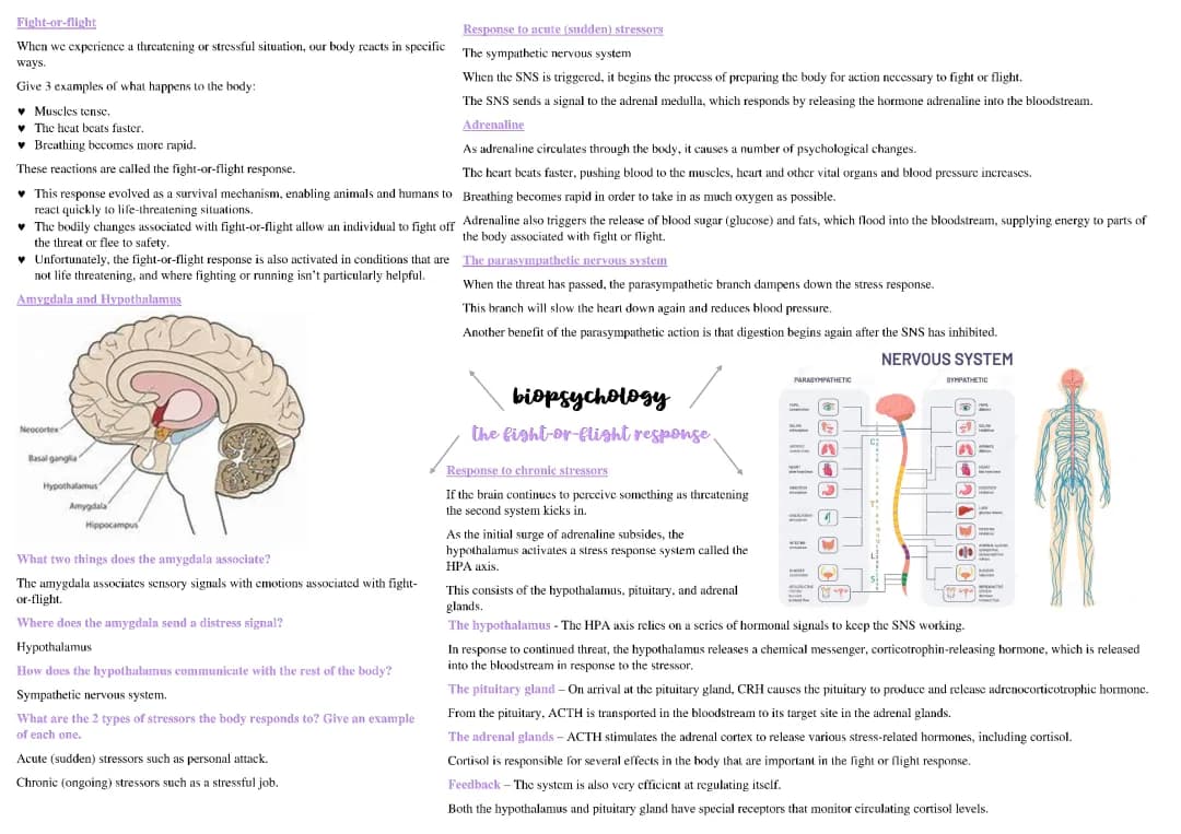 Fight or Flight Response Mindmap for A Level Psychology PDF - Free Notes & Evaluation