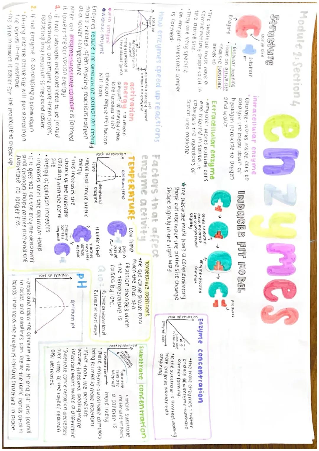 alevel biology Enzymes