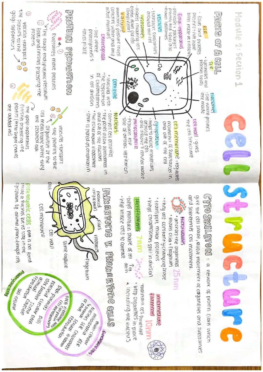 alevel biology cell structure 