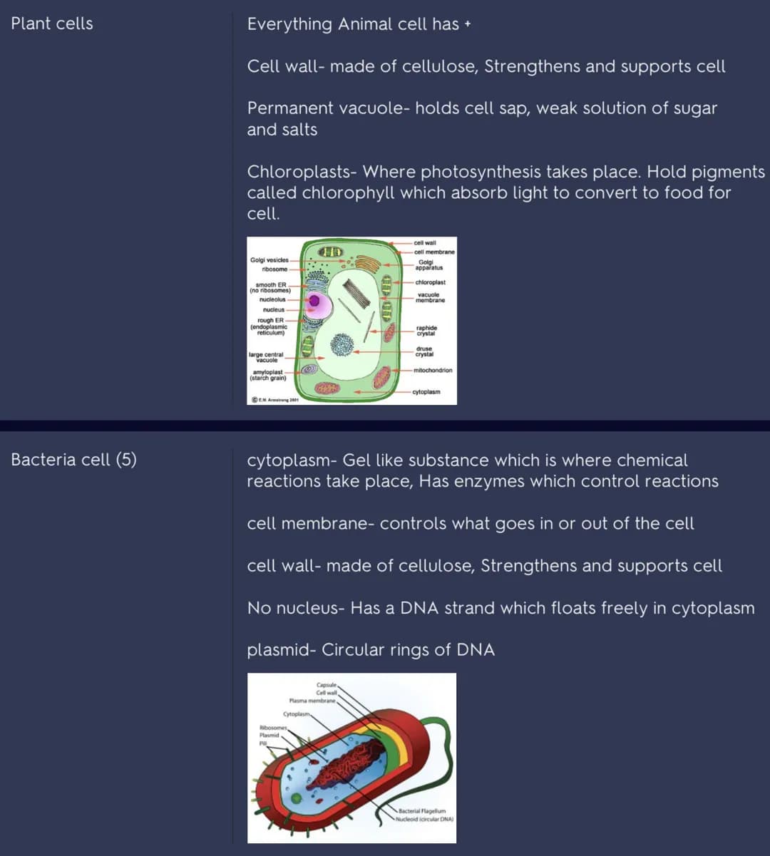 Prokaryote
Eukaryote
Animal cells (5)
Plant cells
Small, simple, unicellular cell, no nucleus Eg. Bacteria.
Capsule
Cell wall
Plasma membran