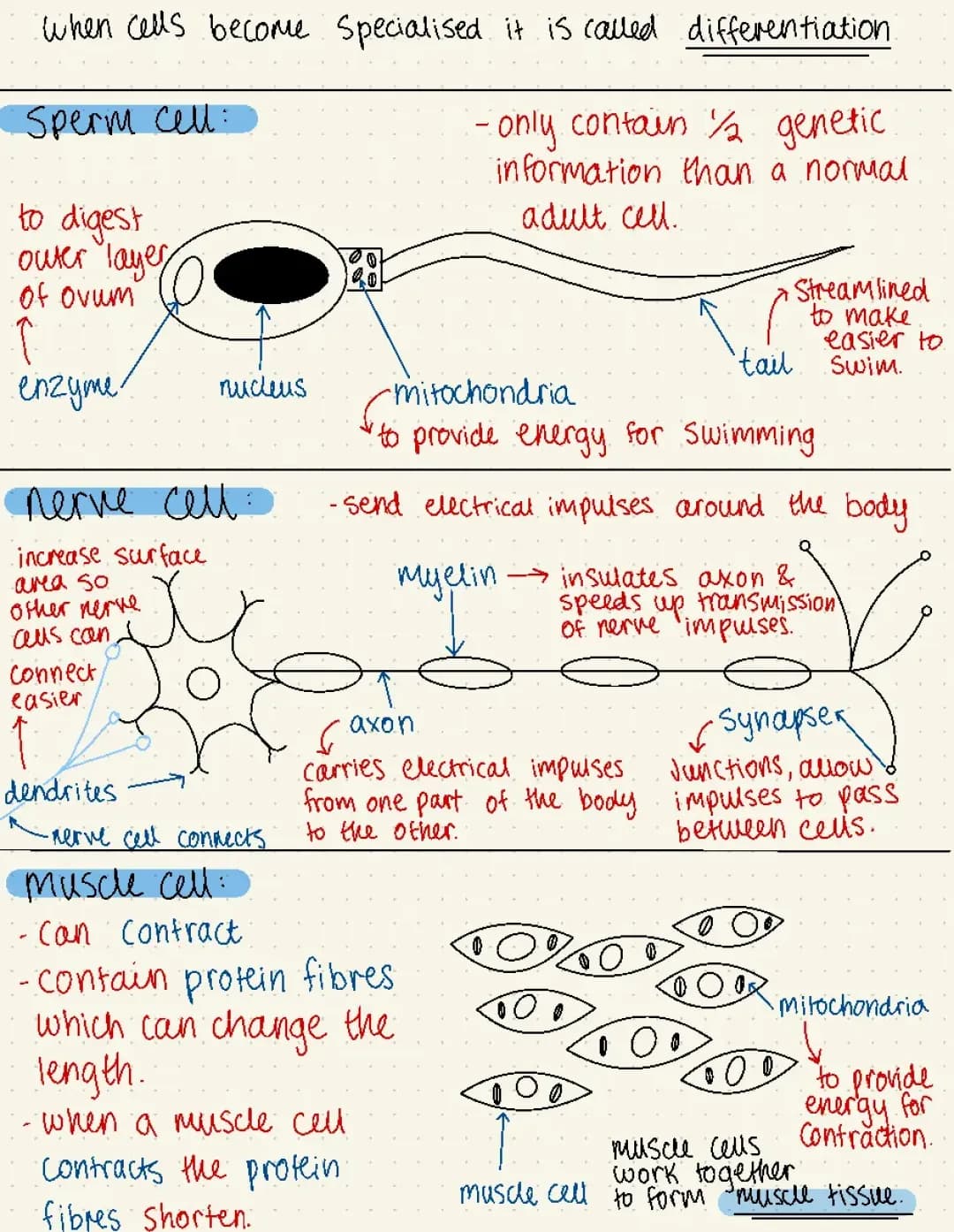 Why Cell Differentiation and Neurons Are Important for Muscles
