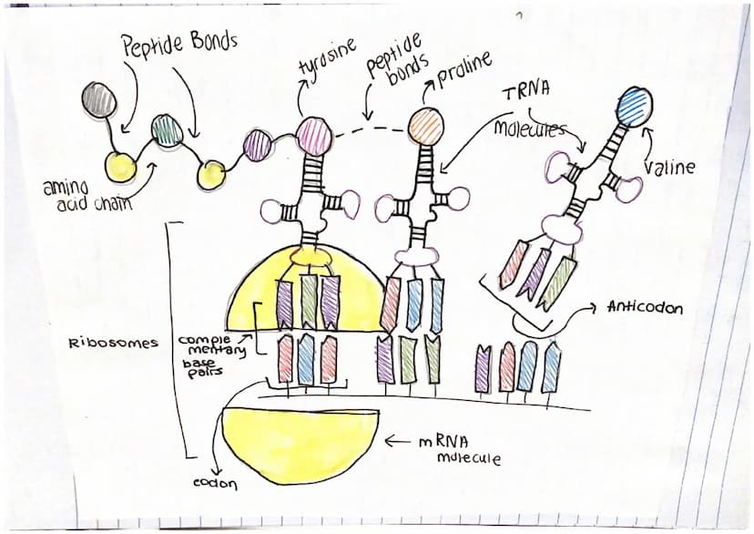 Chapter 13
Mitosis and Meiosis
Mitosis is a type of nuclear
division that gives
nse to cells that are genetically identical.
used for growth