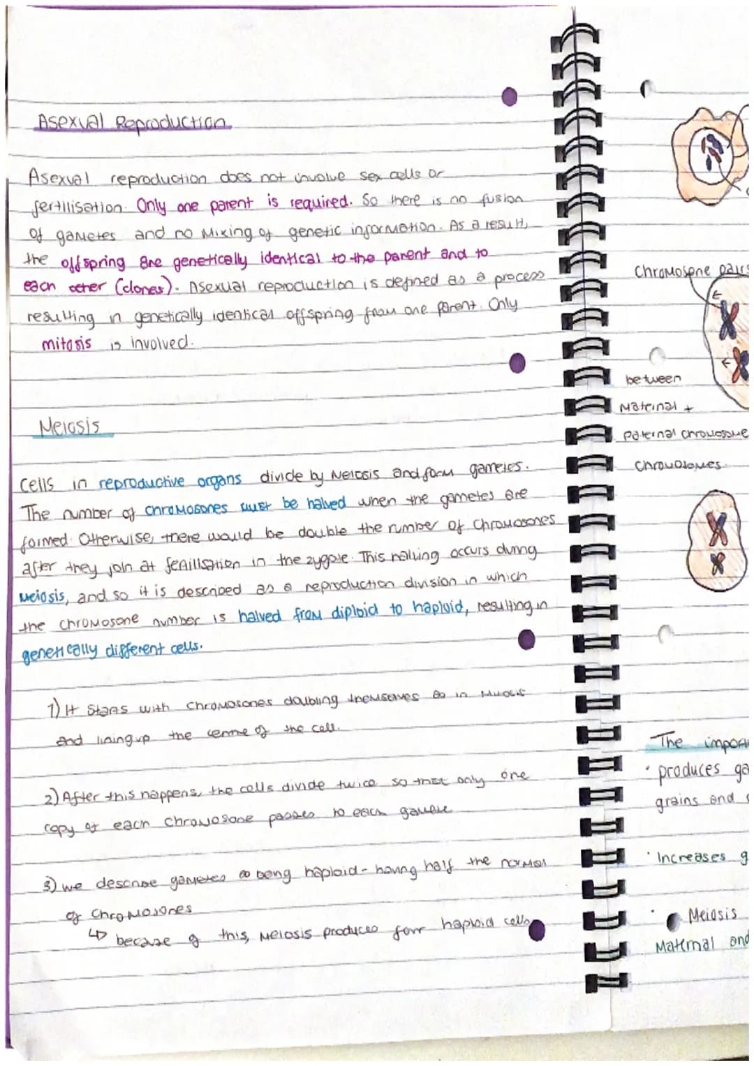 Chapter 13
Mitosis and Meiosis
Mitosis is a type of nuclear
division that gives
nse to cells that are genetically identical.
used for growth