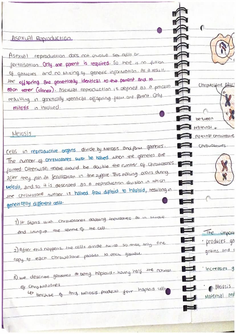 Chapter 13
Mitosis and Meiosis
Mitosis is a type of nuclear
division that gives
nse to cells that are genetically identical.
used for growth