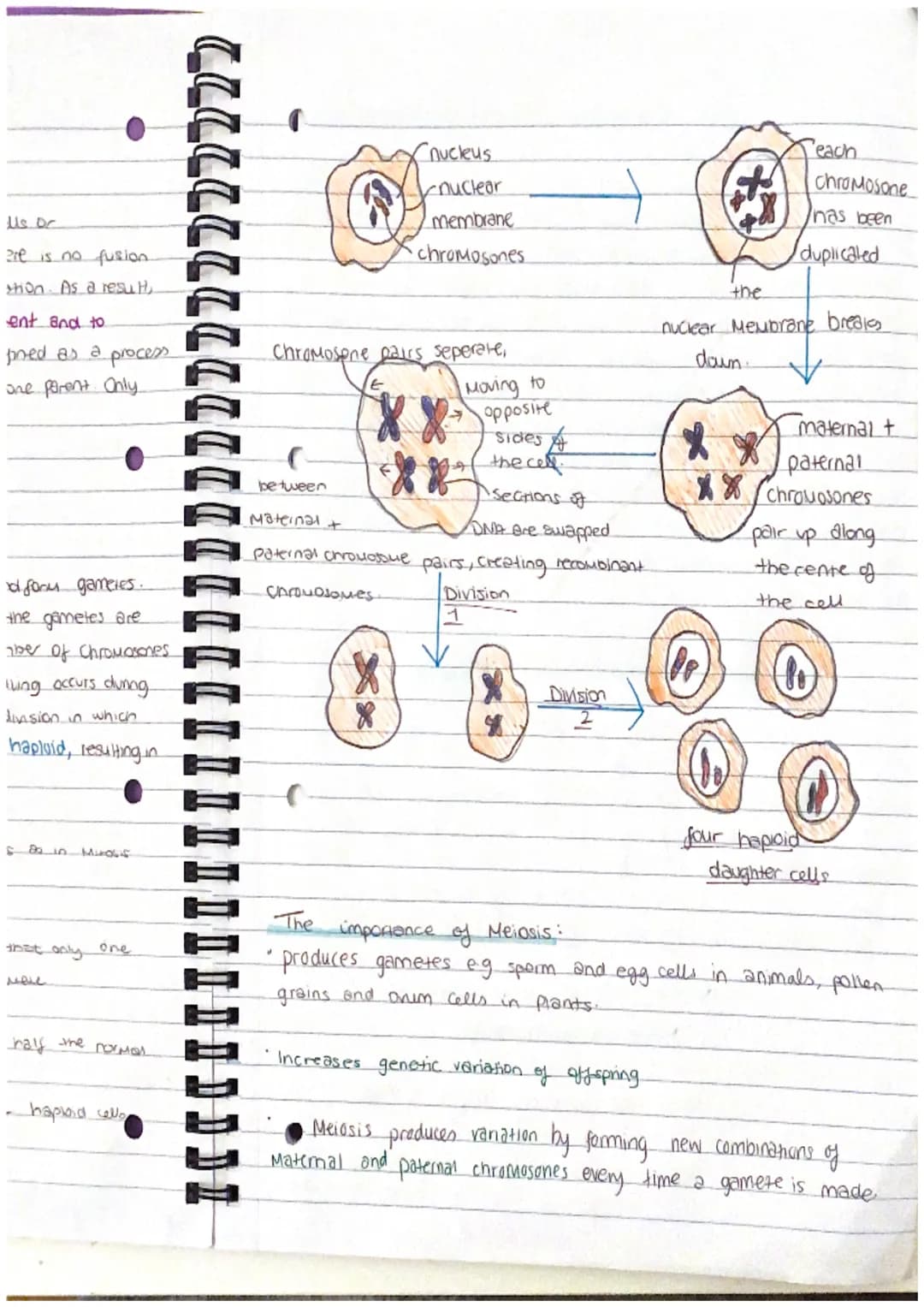 Chapter 13
Mitosis and Meiosis
Mitosis is a type of nuclear
division that gives
nse to cells that are genetically identical.
used for growth