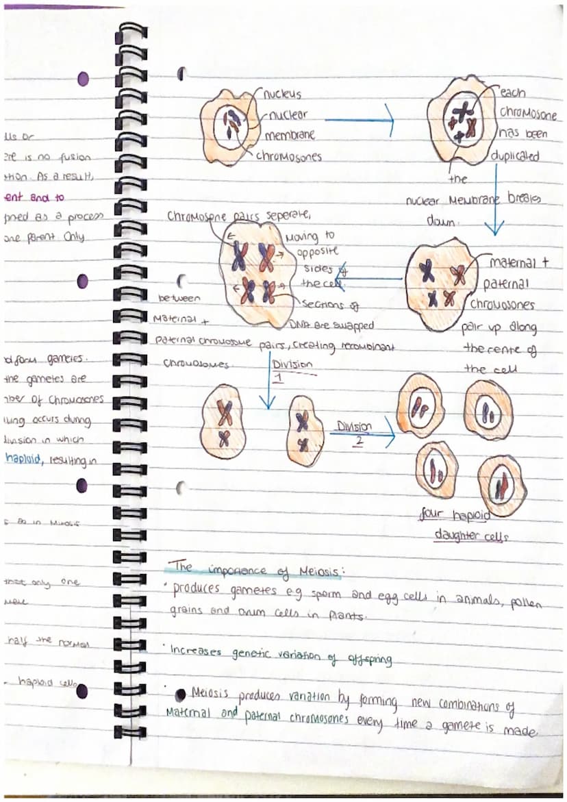 Chapter 13
Mitosis and Meiosis
Mitosis is a type of nuclear
division that gives
nse to cells that are genetically identical.
used for growth