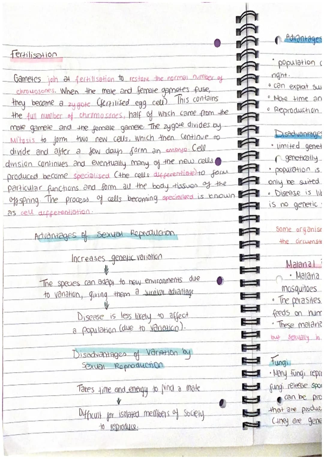 Chapter 13
Mitosis and Meiosis
Mitosis is a type of nuclear
division that gives
nse to cells that are genetically identical.
used for growth