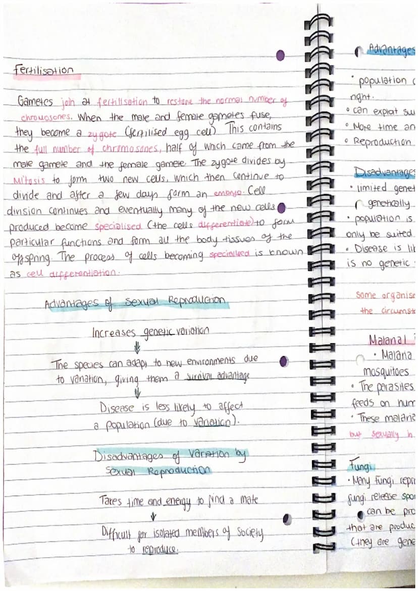Chapter 13
Mitosis and Meiosis
Mitosis is a type of nuclear
division that gives
nse to cells that are genetically identical.
used for growth