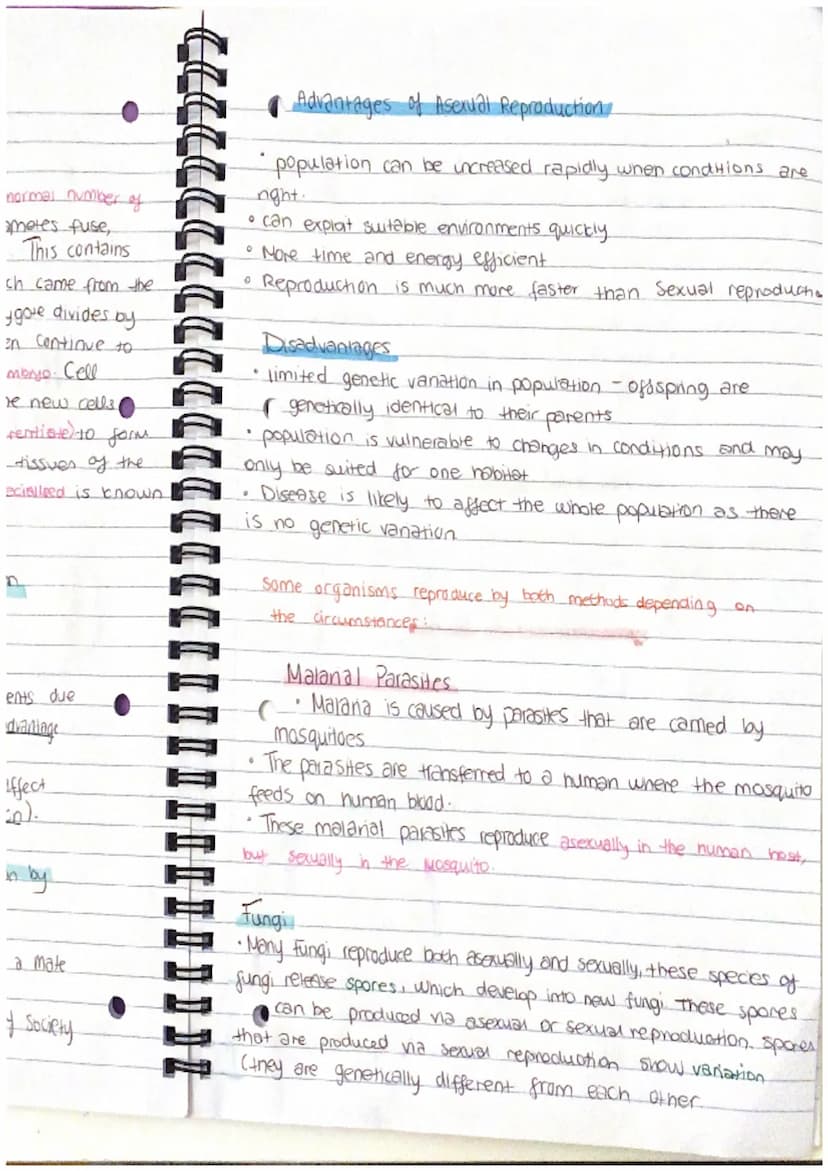 Chapter 13
Mitosis and Meiosis
Mitosis is a type of nuclear
division that gives
nse to cells that are genetically identical.
used for growth
