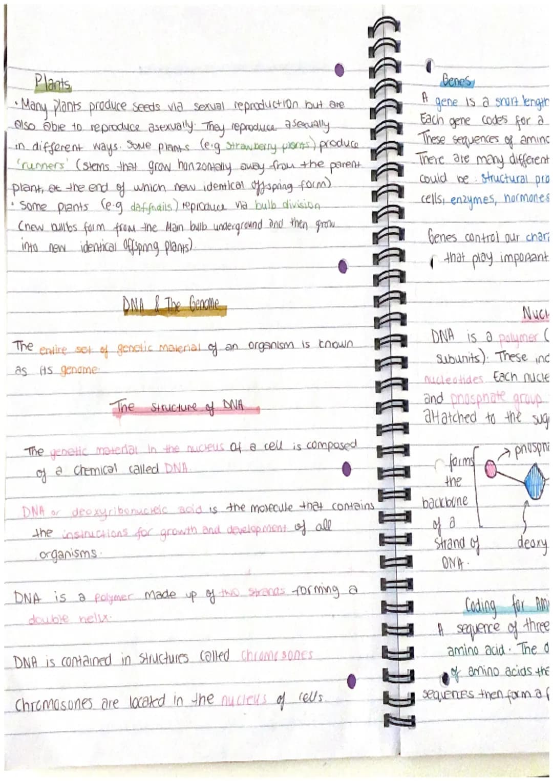 Chapter 13
Mitosis and Meiosis
Mitosis is a type of nuclear
division that gives
nse to cells that are genetically identical.
used for growth