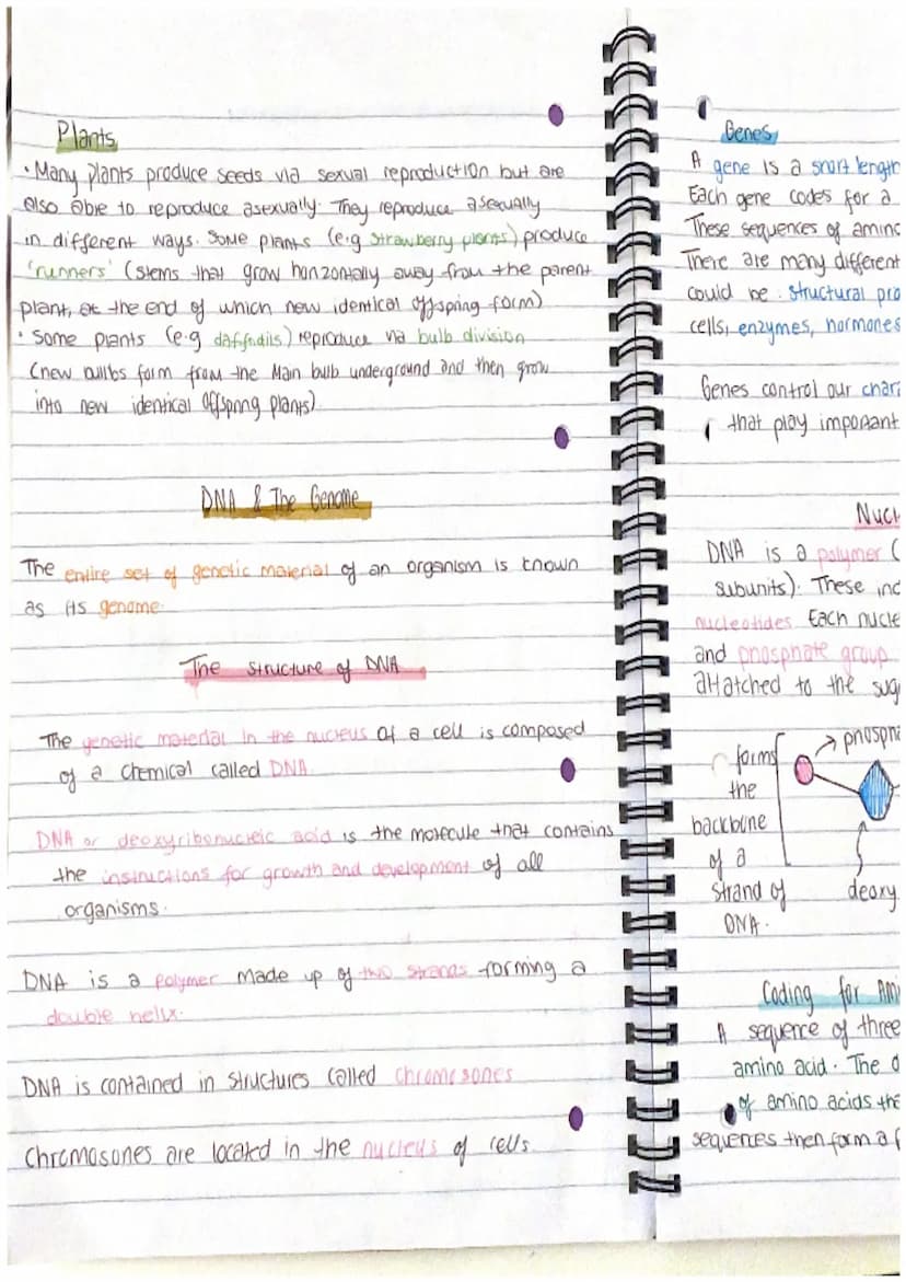 Chapter 13
Mitosis and Meiosis
Mitosis is a type of nuclear
division that gives
nse to cells that are genetically identical.
used for growth