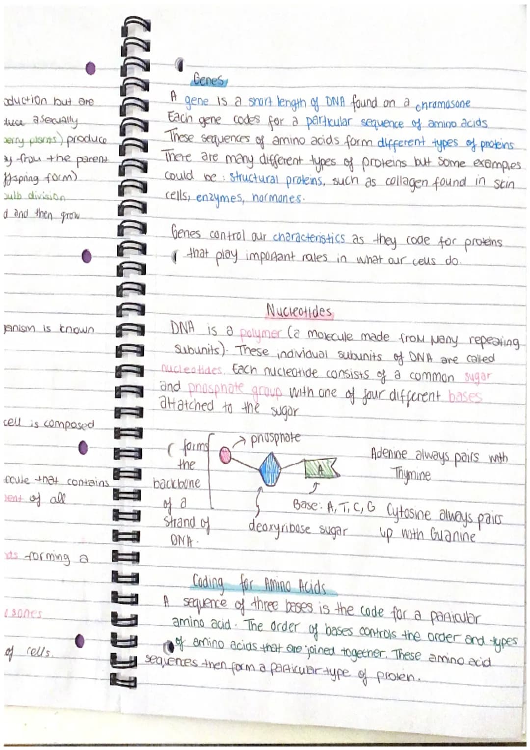 Chapter 13
Mitosis and Meiosis
Mitosis is a type of nuclear
division that gives
nse to cells that are genetically identical.
used for growth