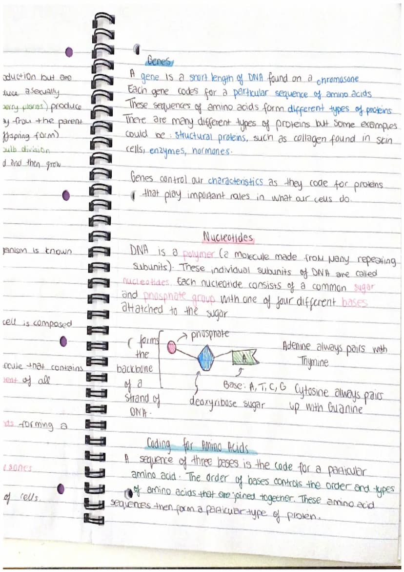 Chapter 13
Mitosis and Meiosis
Mitosis is a type of nuclear
division that gives
nse to cells that are genetically identical.
used for growth