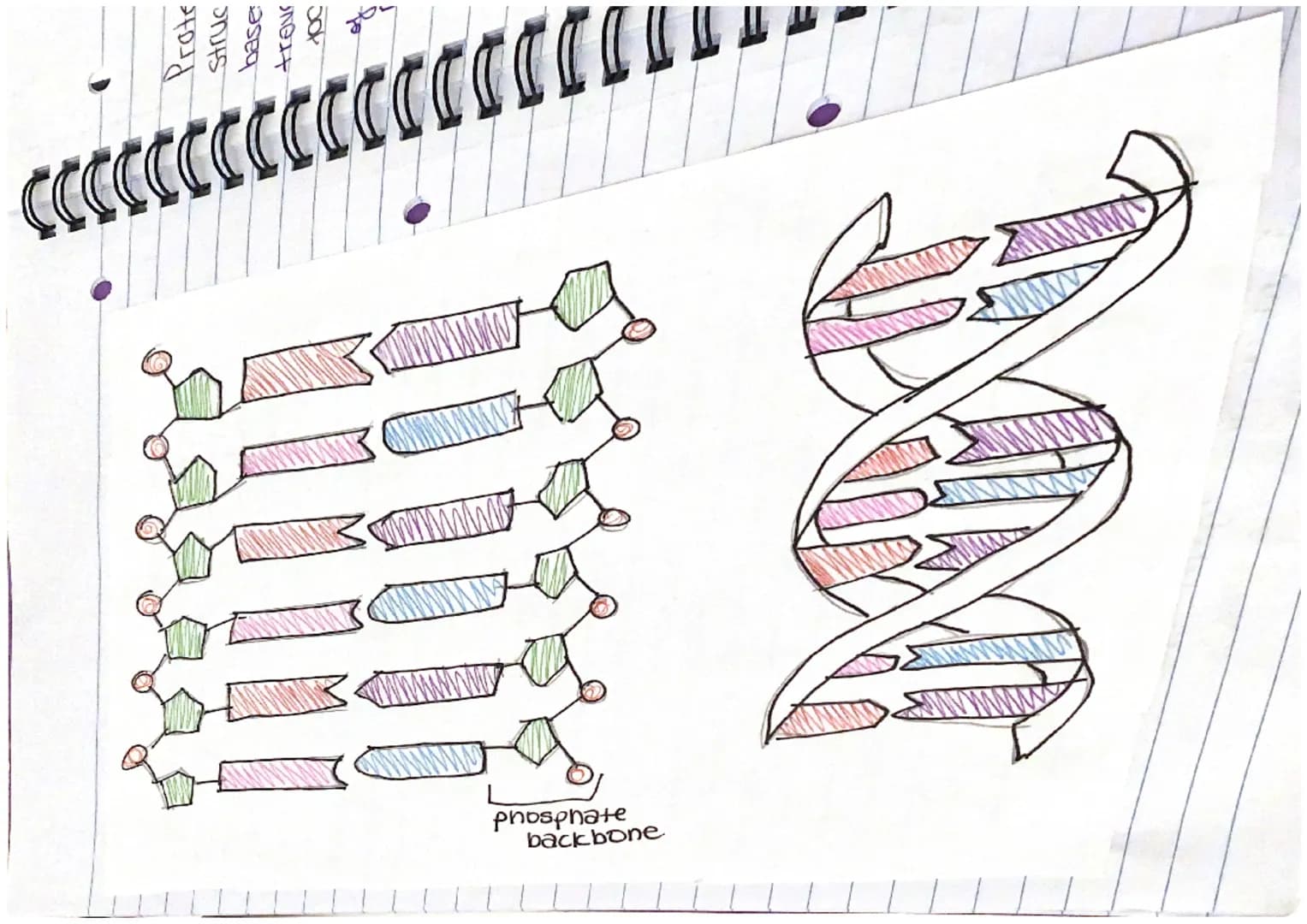 Chapter 13
Mitosis and Meiosis
Mitosis is a type of nuclear
division that gives
nse to cells that are genetically identical.
used for growth