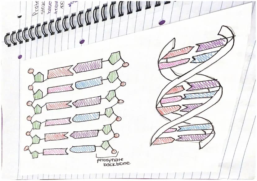 Chapter 13
Mitosis and Meiosis
Mitosis is a type of nuclear
division that gives
nse to cells that are genetically identical.
used for growth