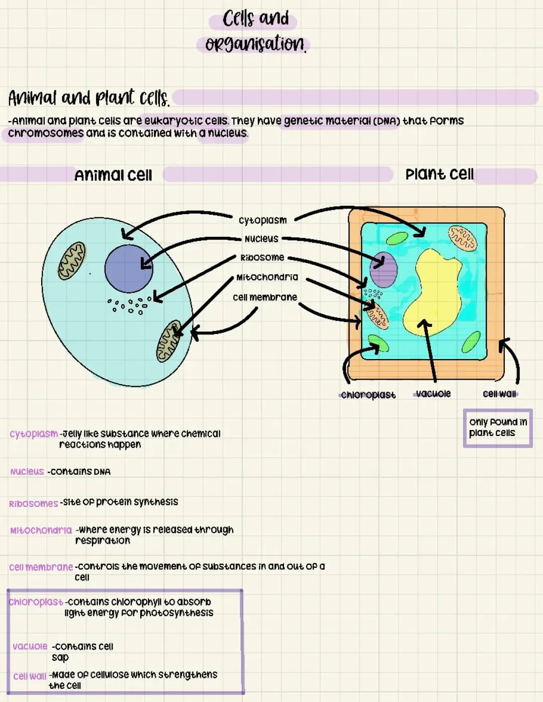 Simple Animal and Plant Cell Diagrams 🦋🐬🌷 | Eukaryotic and Prokaryotic Cells Explained