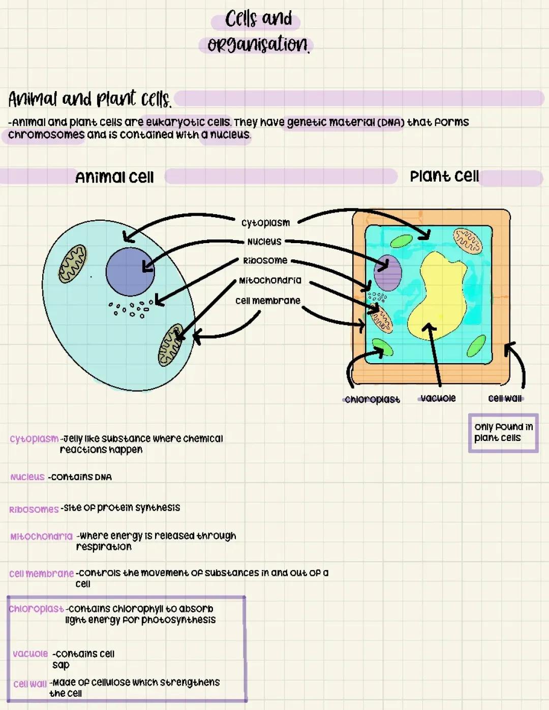 Simple Animal and Plant Cell Diagrams 🦋🐬🌷 | Eukaryotic and Prokaryotic Cells Explained